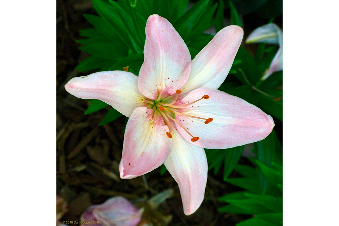 Lilly